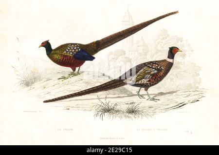 Grüner Fasan, Phasianus versicolor und gewöhnlicher Fasan, Phasianus colchicus. Le faisan, le faisan a Collier. Handkolorierter Stich von Fournier nach einer Illustration von Edouard Travies aus Achille Richards Oeuvres Completes de Buffon, Pourrat Freres, Paris, 1839. Stockfoto