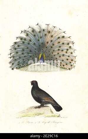 Pfauenhuhn, Pavo cristatus 1 und Auerhahn, Tetrao urogallus 2. Le paon, Le coq de bruyere a fraise. Handkolorierter Stich von Madame Thorel nach einer Illustration von Edouard Travies aus Achille Richards Oeuvres Completes de Buffon, Pourrat Freres, Paris, 1839. Stockfoto