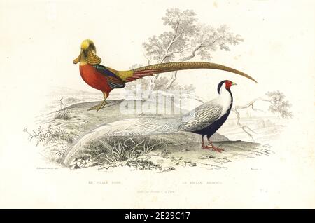 Goldener Fasan, Chrysolophus pictus und Silberfasan, Lophura nycthemera. Le faisan dore, le faisan argene. Handkolorierter Stahlstich von Manceau nach einer Illustration von Edouard Travies aus Achille Richards Oeuvres Completes de Buffon, Pourrat Freres, Paris, 1839. Stockfoto