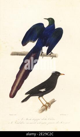 Crested myna, Acridotheres cristatellus 1 und Langschwanz-Glanzstar, Lamprotornis caudatus 2. Le merle huppe de la Chine, Gracula cristatella, le vert-dore, ou merle a longue queue du Senegale, Turdus aeneus. Handkolorierter Stahlstich von Madame Bourey nach einer Illustration von Edouard Travies aus Achille Richards Oeuvres Completes de Buffon, Pourrat Freres, Paris, 1839. Stockfoto