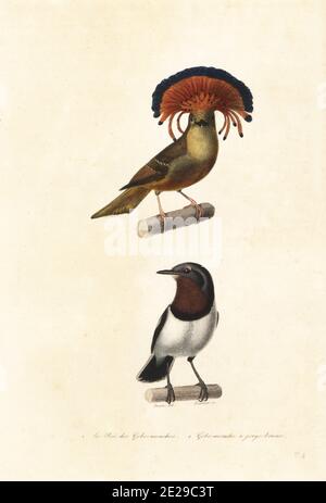 Amazonas-Königlicher Fliegenfänger, Onychorhynchus coronatus 1 und Braunkehlauge, Platysteira cyanea 2. Le roi de gobe-mouches, Todus regius, gobe-mouche a Gorge brune du Senegal, Muscicapa melanoptera. Handkolorierter Stahlstich von Fournier nach einer Illustration von Edouard Travies aus Achille Richards Oeuvres Completes de Buffon, Pourrat Freres, Paris, 1839. Stockfoto