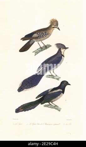 Eurasischer eichelhäher, Garrulus glandarius 1, blauer eichelhäher, Cyanocitta cristata 2 und Eurasische Elster oder gewöhnliche Elster, Pica pica 3. Le geai, Corvus glandarius, le geai bleu de l'Amerique septentrionale, Corvus cristatus, la Pie, Corvus pica. Handkolorierter Stahlstich von Legrand nach einer Illustration von Jean-Gabriel Pretre aus Achille Richards Oeuvres Completes de Buffon, Pourrat Freres, Paris, 1839. Stockfoto