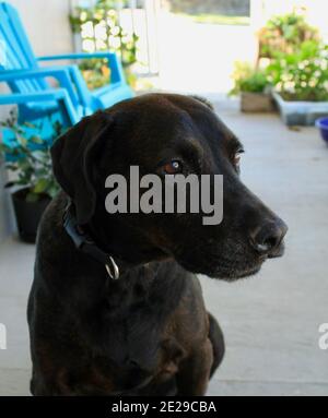 Braun Labrador Mastiff Mix Stockfoto