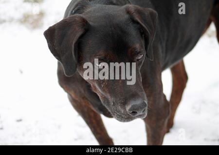 Braun Labrador Mastiff Mix Stockfoto