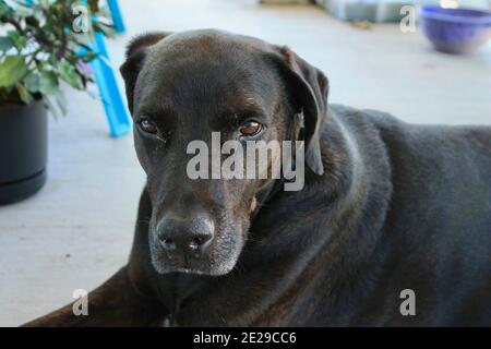 Braun Labrador Mastiff Mix Stockfoto