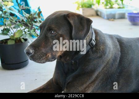 Braun Labrador Mastiff Mix Stockfoto