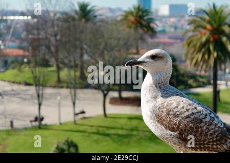 Nahaufnahme Vögel in Porto, Portugal Stockfoto