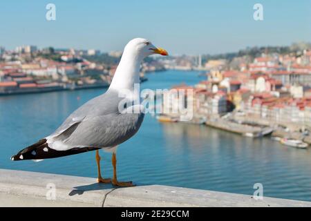 Nahaufnahme Vögel in Porto, Portugal Stockfoto