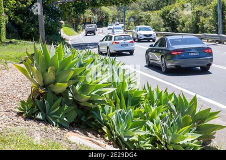 Agave attenuata Pflanzen in Sydney neben dem Straßenrand, Sydney Pflanzen, Australien Stockfoto