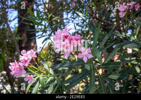 Nerium Oleander mit rosa Blüten an einem Sommertag in Sydney Northern Beaches, Australien Stockfoto