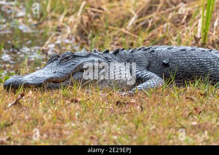 Großer Alligator, der am Ufer des Teiches im St. Marks Wildlife Refuge, Florida USA, ruht. Vor- und Hintergrund bocken Stockfoto