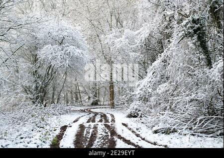 Weg durch schneebedeckte Bäume im Dezember. In Der Nähe Von Chipping Campden, Cotswolds, Gloucestershire, England Stockfoto