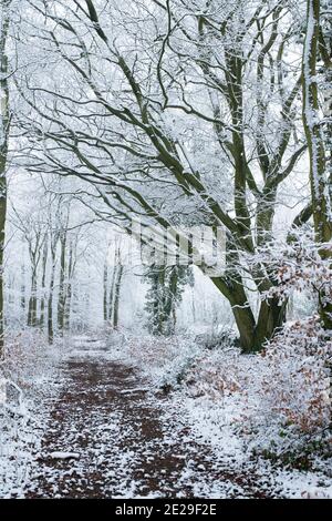 Weg durch schneebedeckte Bäume im Dezember. In Der Nähe Von Chipping Campden, Cotswolds, Gloucestershire, England Stockfoto