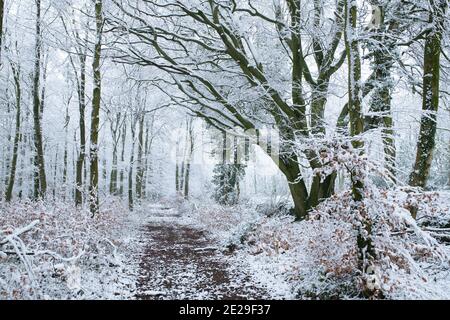 Weg durch schneebedeckte Bäume im Dezember. In Der Nähe Von Chipping Campden, Cotswolds, Gloucestershire, England Stockfoto