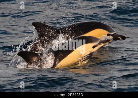 Delfin Mama und Kalb schwimmen im Meer, kurzschnäubige Delfine Stockfoto