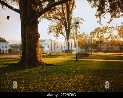 Aufnahme der hellen Herbstlandschaft im Stadtpark, trockene goldene Blätter, die den Grasboden bedecken Stockfoto