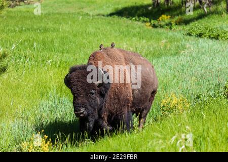 American Bison mit Vögeln auf dem Rücken im Custer State Park, South Dakota Stockfoto