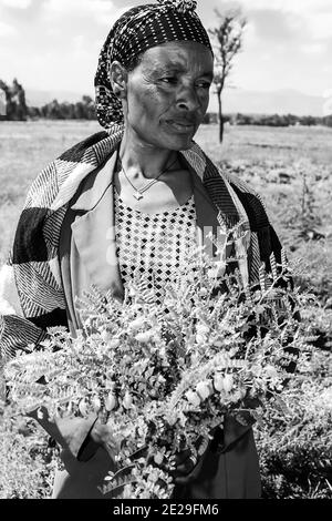 ADDIS ABEBA, ÄTHIOPIEN - 05. Jan 2021: Addis Abeba, Äthiopien - 30 2014. Januar: Weibliche Chickpea-Farmerin, die ihre Erntefelder inspiziert Stockfoto