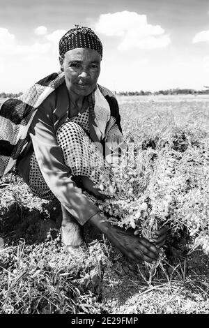 ADDIS ABEBA, ÄTHIOPIEN - 05. Jan 2021: Addis Abeba, Äthiopien - 30 2014. Januar: Weibliche Chickpea-Farmerin, die ihre Erntefelder inspiziert Stockfoto