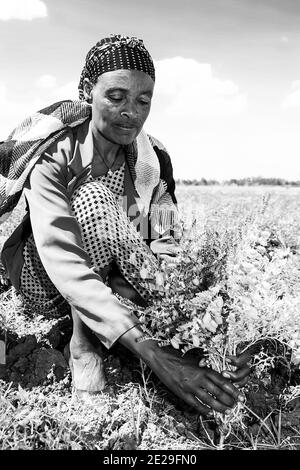 ADDIS ABEBA, ÄTHIOPIEN - 05. Jan 2021: Addis Abeba, Äthiopien - 30 2014. Januar: Weibliche Chickpea-Farmerin, die ihre Erntefelder inspiziert Stockfoto