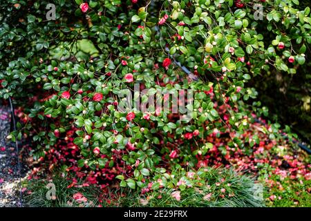 Üppiger Busch aus rosa Kamelie mit gefallenen Blütenblättern und grünen Blättern auf dem Gras. Stockfoto