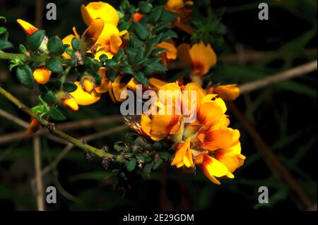 Eier und Speck (Aotus Ericoides) bekommen ihren Namen von der Farbe der Blumen - Sie würden nicht versuchen, sie zu essen! Blüte im frühen Frühjahr. Stockfoto