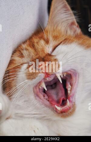 Vertikale Nahaufnahme einer Katze gähnt Stockfoto