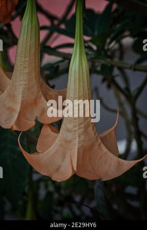 Vertikale Aufnahme von brugmansia versicolor Stockfoto