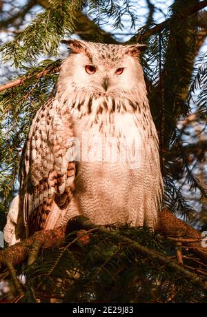 Berlin, Deutschland. Dezember 2020. Eine Sibirische Adlereule (Bubo bubo sibiricus) im Tierpark Berlin. Quelle: Jens Kalaene/dpa-Zentralbild/ZB/dpa/Alamy Live News Stockfoto