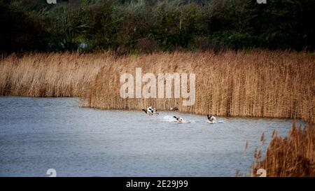 Mallard starten im Pagham Harbour Nature Reserve Stockfoto