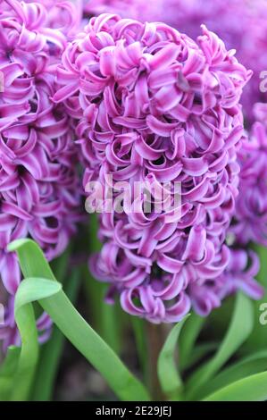 Hyazinthe (Hyacinthus orientalis) Purple Sensation blüht im April in einem Garten Stockfoto