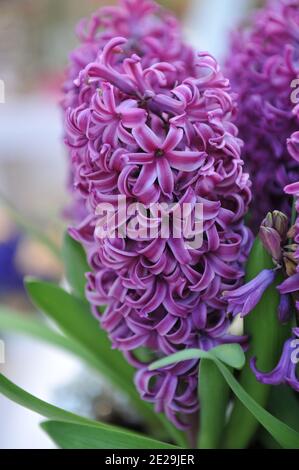 Hyazinthe (Hyacinthus orientalis) Purple Sensation blüht im April in einem Garten Stockfoto