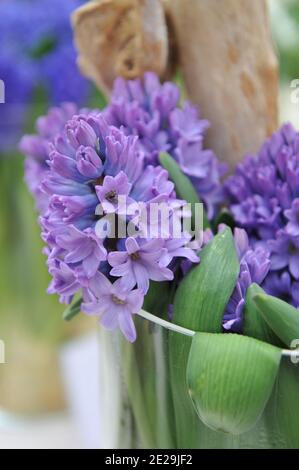 Ein Bouquet von lila-violetter Hyazinthe (Hyacinthus orientalis) Purple Star blüht im April in einer Glasvase Stockfoto