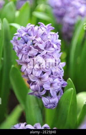 Lila-violette Hyazinthe (Hyacinthus orientalis) Minos blüht im April in einem Garten Stockfoto