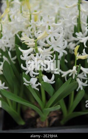 Weiße Hyazinthe (Hyacinthus orientalis) Multiflora blüht im April im Garten Stockfoto