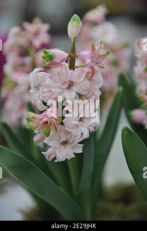 Doppelte rosa Hyazinthe (Hyacinthus orientalis) Blüht im April im Garten Stockfoto