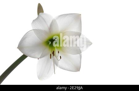 Hippeastrum Blume isoliert auf weißem Hintergrund, Nahaufnahme mit selektivem weichen Fokus Stockfoto