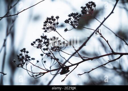 Trockene Blumen im Winterwald, blau getönte Nahaufnahme Silhouette Foto mit selektivem weichen Fokus und verschwommener Hintergrund Stockfoto