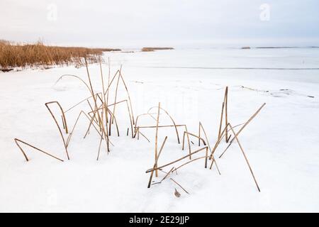 Winterlandschaft mit trockenem Küstengras im weißen Schnee, Naturhintergrund Foto Stockfoto