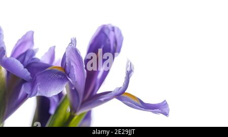 Japanische Iris. Dekorative Blumen Iris laevigata isoliert auf weißem Hintergrund, Nahaufnahme Foto mit selektiven weichen Fokus und kopieren Raum Bereich auf der r Stockfoto