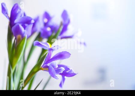 Japanisch irisiert über verschwommenem Hintergrund, Makrofoto mit selektivem Weichfokus. Iris Laevigata Stockfoto