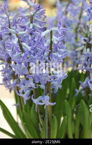 Hyazinthe (Hyacinthus orientalis) Blue Festival blüht im April im Garten Stockfoto