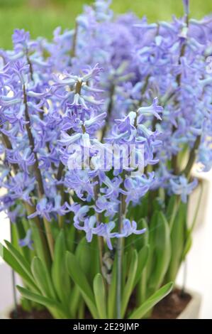 Hyazinthe (Hyacinthus orientalis) Blue Festival blüht im April im Garten Stockfoto