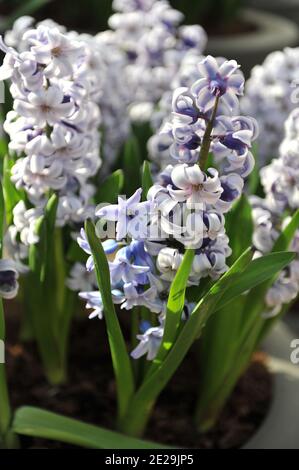 Blaue und weiße Hyazinthe (Hyacinthus orientalis) Fresko blüht im April in einem Topf im Garten Stockfoto