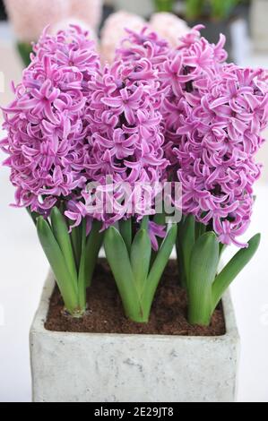 Lila-rosa Hyazinthe (Hyacinthus orientalis) Paul Hermann blüht in einem Topf in einem Garten April Stockfoto