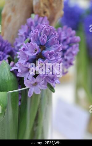 Ein Bouquet von lila-violetter Hyazinthe (Hyacinthus orientalis) Purple Star blüht im April in einer Glasvase Stockfoto