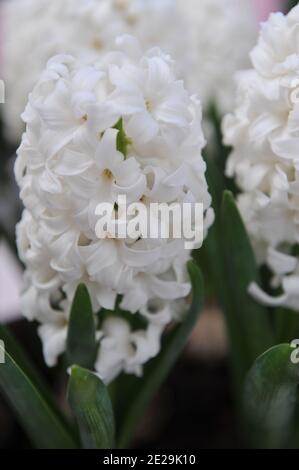 Hyazinthe (Hyacinthus orientalis) White Pearl blüht im April in einem Garten Stockfoto