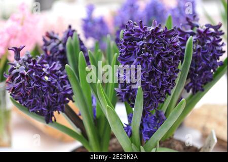 Dunkelblaue Hyazinthe (Hyacinthus orientalis) Blüht im April in einem Topf im Garten Stockfoto