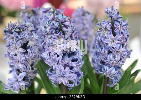 Doppelte blaue Hyazinthe (Hyacinthus orientalis) Blüht im April im Garten Stockfoto