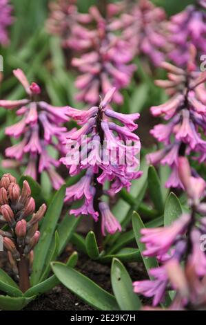 Rosa Hyazinthe (Hyacinthus orientalis) Paul Hermann blüht im April in einem Garten Stockfoto